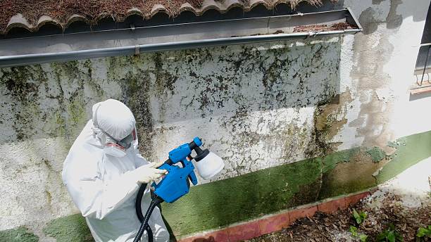 Top rated local Mold Remediation specialists in White Plains, MD
